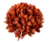 sztuczne-kwiaty-chryzantema-ananas-wyrobowa-do-wiazanek-brazowa-stan-nowy