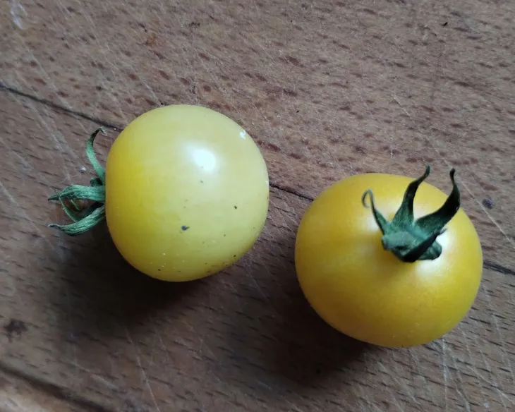 pomidor-snow-white-cherry10-nasion