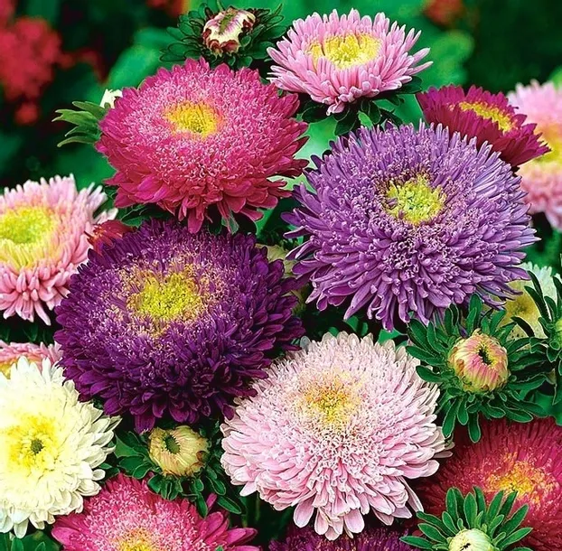 aster-chinski-peoniowy-firma-polan