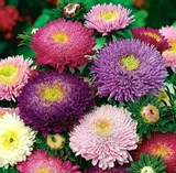 aster-chinski-peoniowy-firma-polan