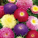 aster-chinski-peoniowy-firma-polan-rodzaj-rosliny-astry