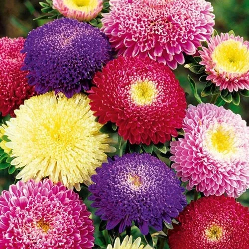 aster-chinski-peoniowy-firma-polan