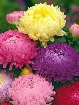 aster-chinski-peoniowy-firma-polan-rodzaj-rosliny-astry
