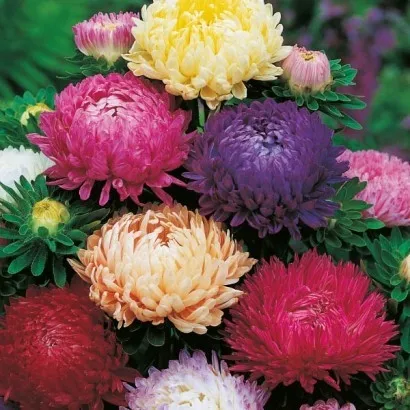 aster-chinski-peoniowy-firma-polan-rodzaj-rosliny-astry