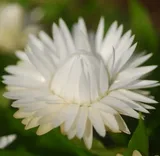 kocanka-biala-unikat-rodzaj-rosliny-inny