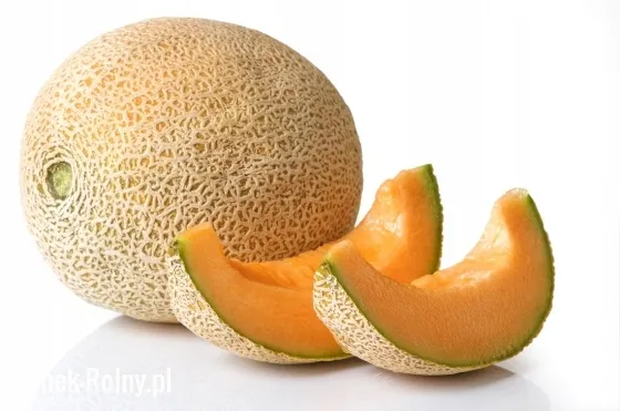 melon-cukrowy-charentaise-nasiona