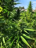 herbatka-konopna-red-cbd-35g-forma-lisciasta-stan-nowy