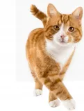 feliway-classic-feromony-wklad-48ml-marka-feliway