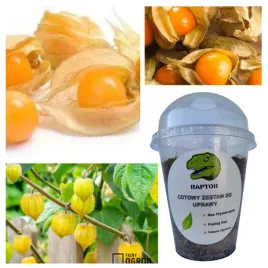 gotowy-zestaw-do-uprawy-jagoda-inkaska-miechunka-nasiona