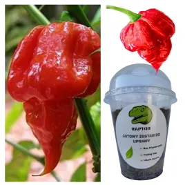 gotowy-zestaw-do-uprawy-papryka-trinidad-scorpion-nasiona