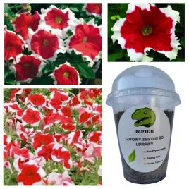 gotowy-zestaw-do-uprawy-petunia-hulahoop-red-f1-nasiona