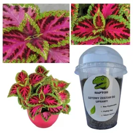 gotowy-zestaw-do-uprawy-koleus-rainbow-color-pride-nasiona