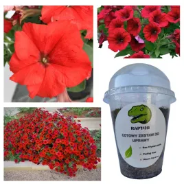 gotowy-zestaw-do-uprawy-petunia-f1-falcon-red-nasiona