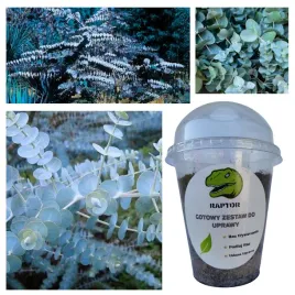 gotowy-zestaw-do-uprawy-eukaliptus-baby-blue-nasiona