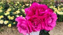 roza-pnaca-fioletowa-w-donicy-3l-do-ogrodu-polski-producent