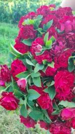 roza-rabatowa-czerwona-w-donicy-3l-do-ogrodu-polski-producent