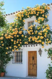 roza-pnaca-zolta-mrozoodporna-pachnaca-zdrowa-sadzonka-donica-3l