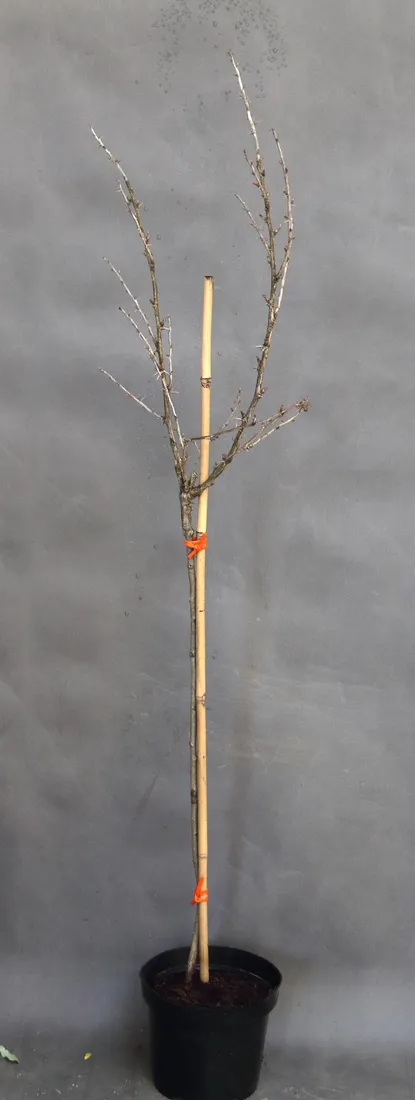 agrest-pienny-invicta-ribes-uva-cripsa-invicta-rodzaj-rosliny-inny