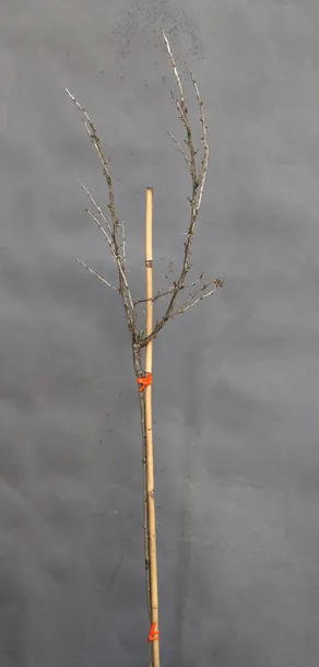 agrest-pienny-invicta-ribes-uva-cripsa-invicta-roslina-w-postaci-sadzonka-w-pojemniku-2-3l