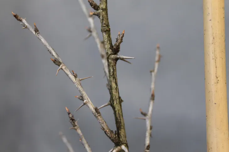 agrest-pienny-invicta-ribes-uva-cripsa-invicta-wysokosc-sadzonki-130-150-cm