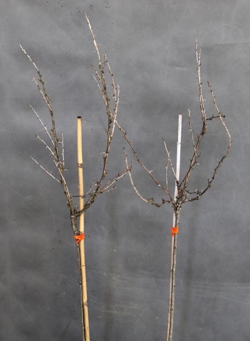 agrest-pienny-invicta-ribes-uva-cripsa-invicta-rodzaj-rosliny-inny