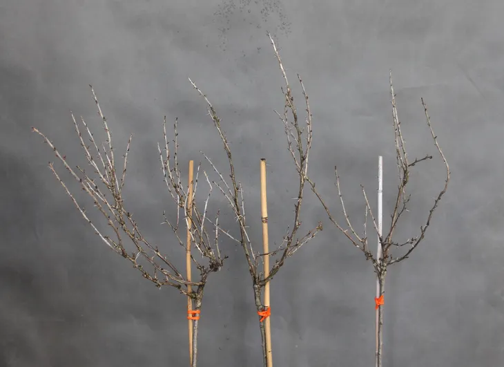 agrest-pienny-invicta-ribes-uva-cripsa-invicta-kod-produktu-5907803497769