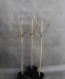 agrest-pienny-invicta-ribes-uva-cripsa-invicta-stan-nowy