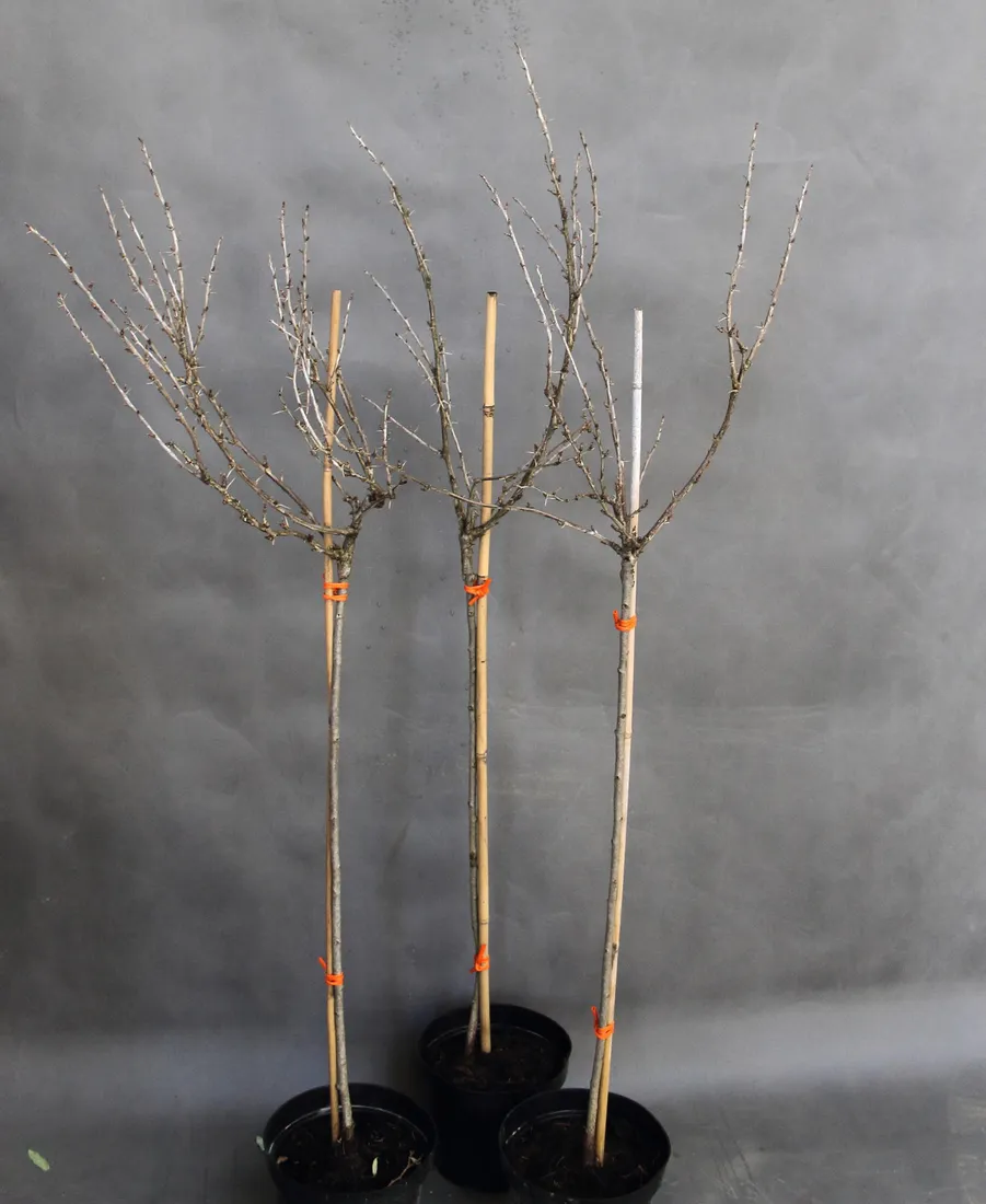 agrest-pienny-invicta-ribes-uva-cripsa-invicta-rodzaj-rosliny-inny