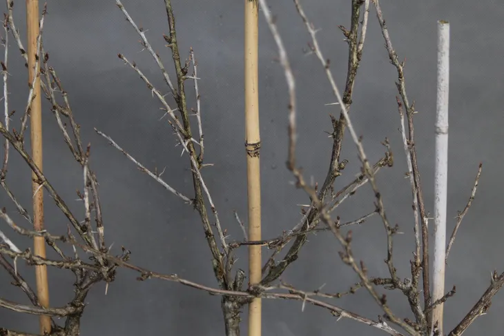 agrest-pienny-invicta-ribes-uva-cripsa-invicta-stan-opakowania-oryginalne