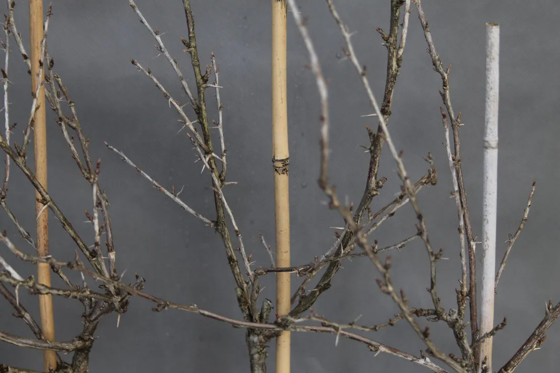 agrest-pienny-invicta-ribes-uva-cripsa-invicta-rodzaj-rosliny-inny