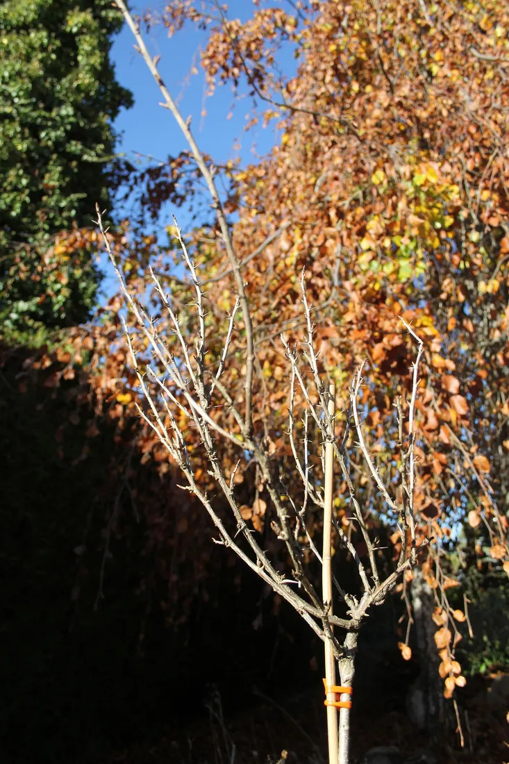 agrest-pienny-invicta-ribes-uva-cripsa-invicta