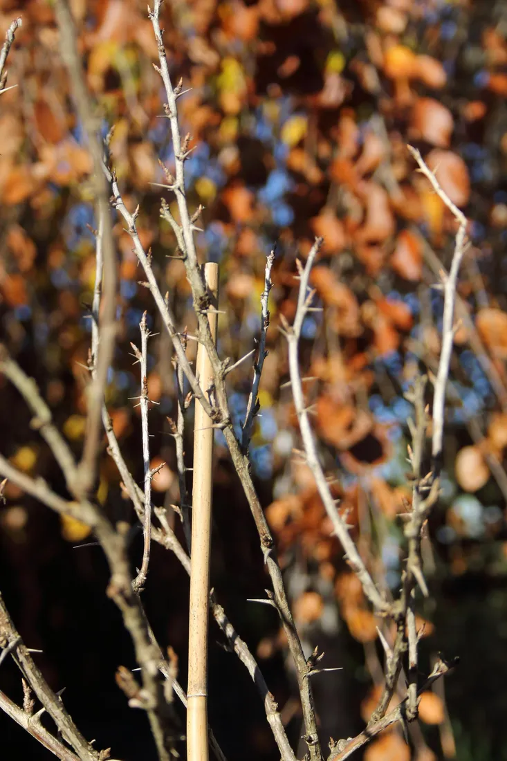 agrest-pienny-invicta-ribes-uva-cripsa-invicta-rodzaj-rosliny-inny