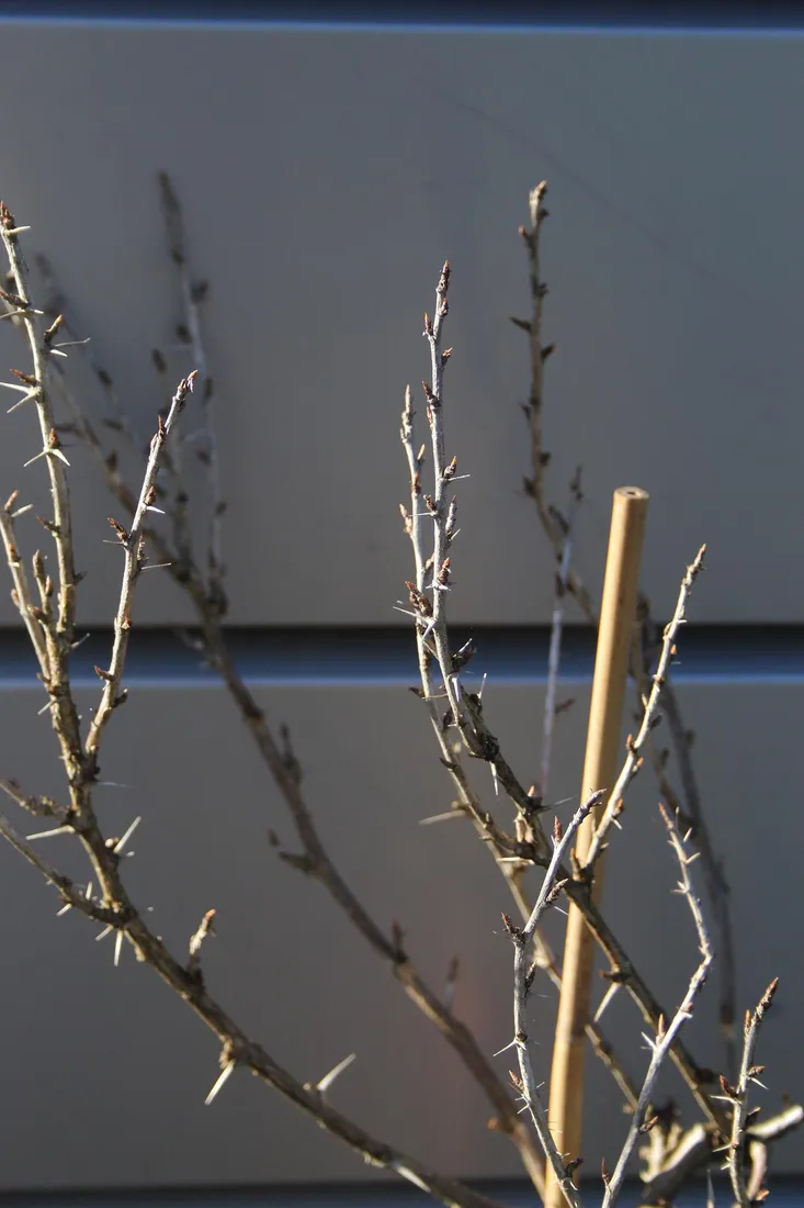 agrest-pienny-invicta-ribes-uva-cripsa-invicta