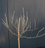 agrest-pienny-invicta-ribes-uva-cripsa-invicta-kraj-polska