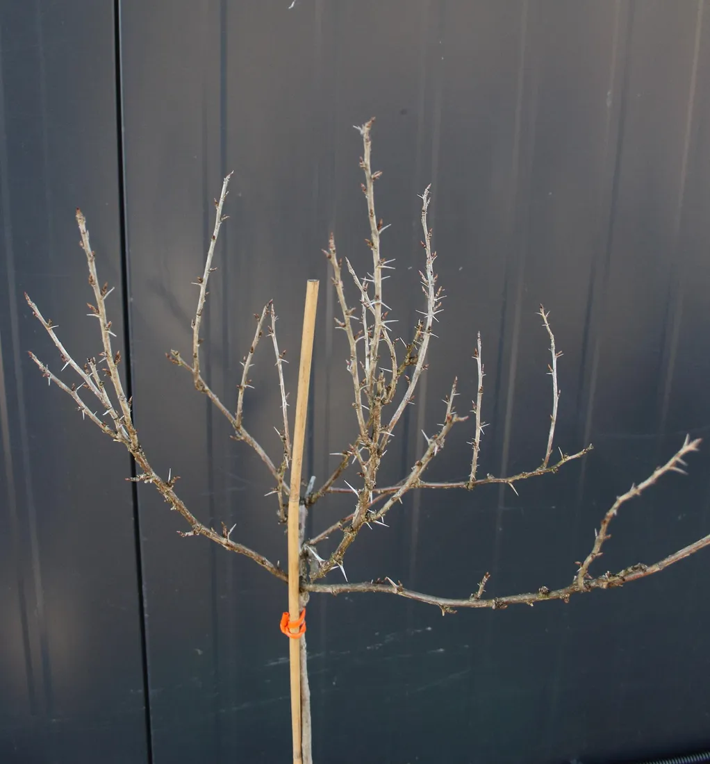 agrest-pienny-invicta-ribes-uva-cripsa-invicta-rodzaj-rosliny-inny