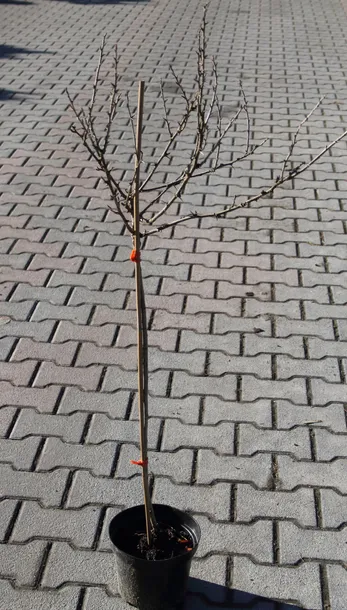 agrest-pienny-invicta-ribes-uva-cripsa-invicta-producent-inna