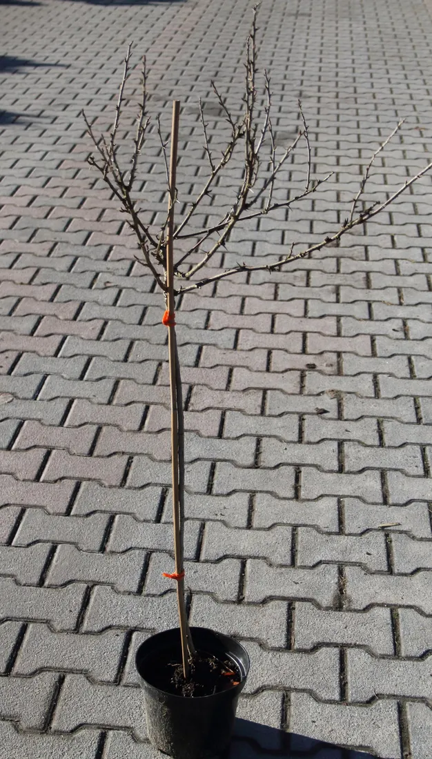 agrest-pienny-invicta-ribes-uva-cripsa-invicta