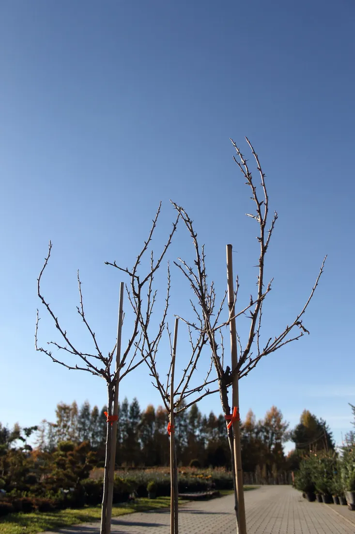 agrest-pienny-invicta-ribes-uva-cripsa-invicta-rodzaj-rosliny-inny