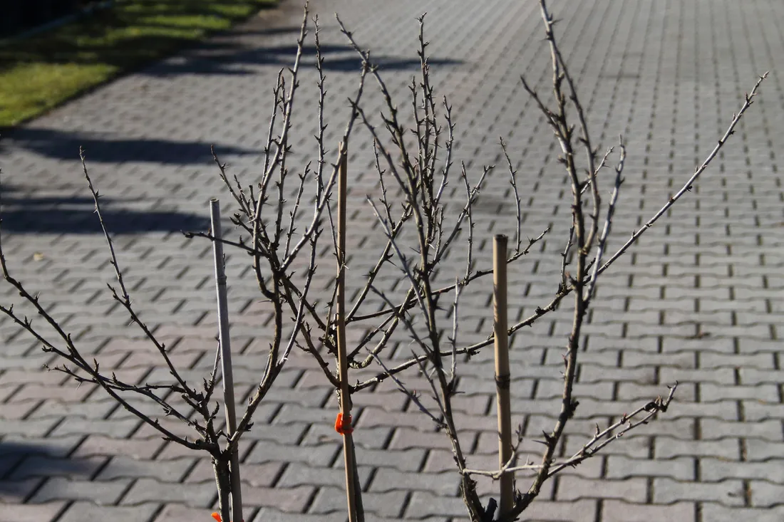 agrest-pienny-invicta-ribes-uva-cripsa-invicta