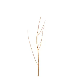 morela-zwyczajna-goldrich-prunus-armeniaca-goldrich