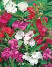 niecierpek-balsamina-impatiens-balsamina-50-nasion