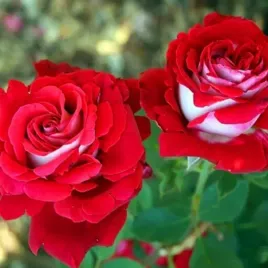 roza-wielkokwiatowa-bialo-czerwona-w-donicy-dekoracje-kwiatowe