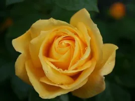 roza-wielkokwiatowa-herbaciano-zolta-dekoracje-kwiatowe-donica-3l