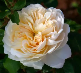 roza-parkowa-morelowo-kremowo-biala-w-donicy-3l-do-ogrodu-xxxl