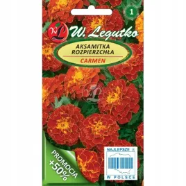 aksamitka-rozpierzchla-carmen-legutko