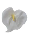 calla-wyrobowa