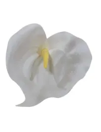 calla-wyrobowa
