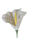 calla-wyrobowa-stan-nowy