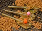 koszyk-do-metody-guru-in-line-method-feeders-small-36g-stan-nowy
