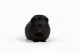 versele-laga-hamsterandgerbil-complete-500g-waga-z-opakowaniem-0-5-kg